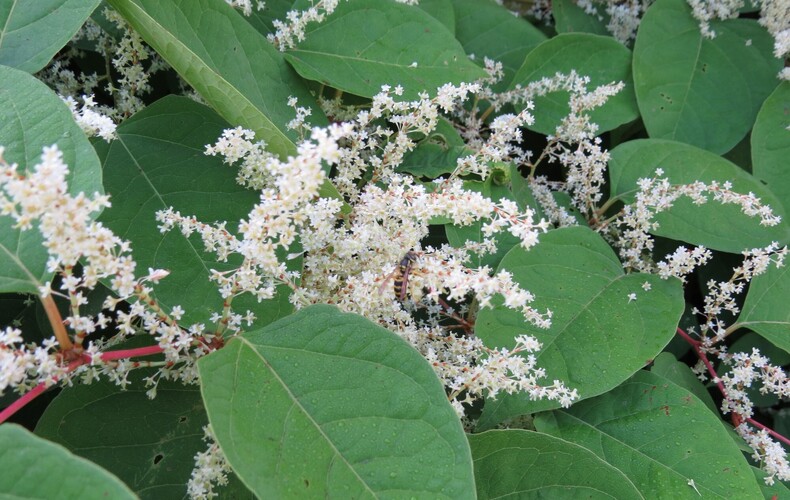 Invasive Exotic Plants: Your Participation Matters!