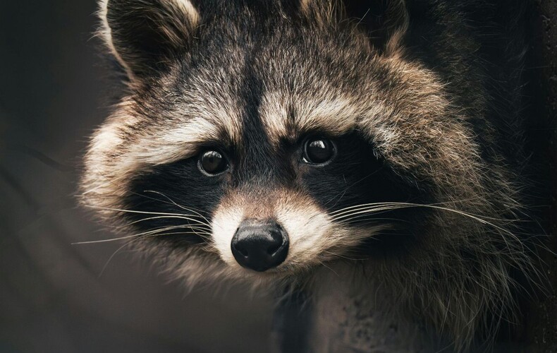 Rabies cases - increased surveillance